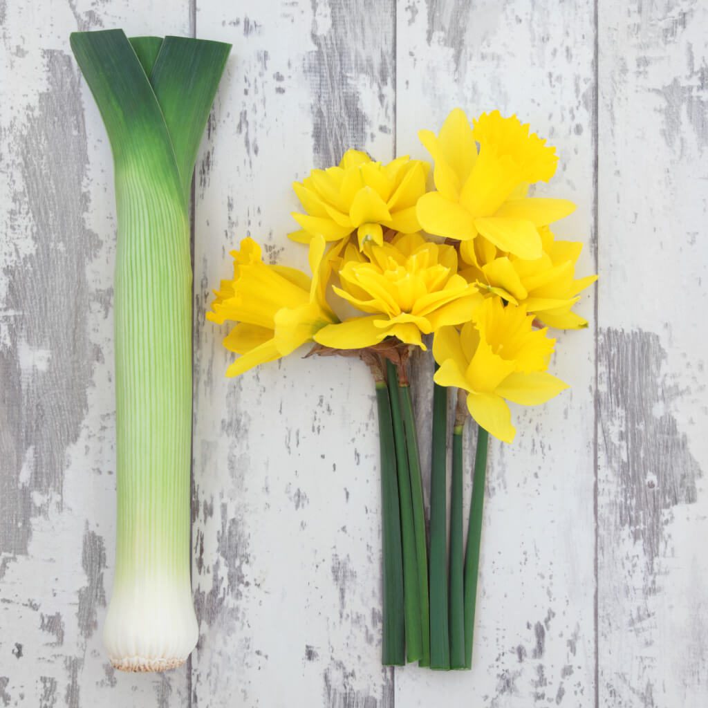 Daffodil flower and leek vegetables over distressed wooden background, symbols of Wales.